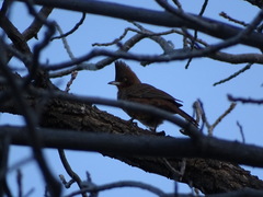 Pseudoseisura lophotes