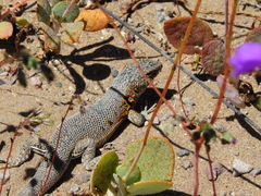 Liolaemus nigromaculatus