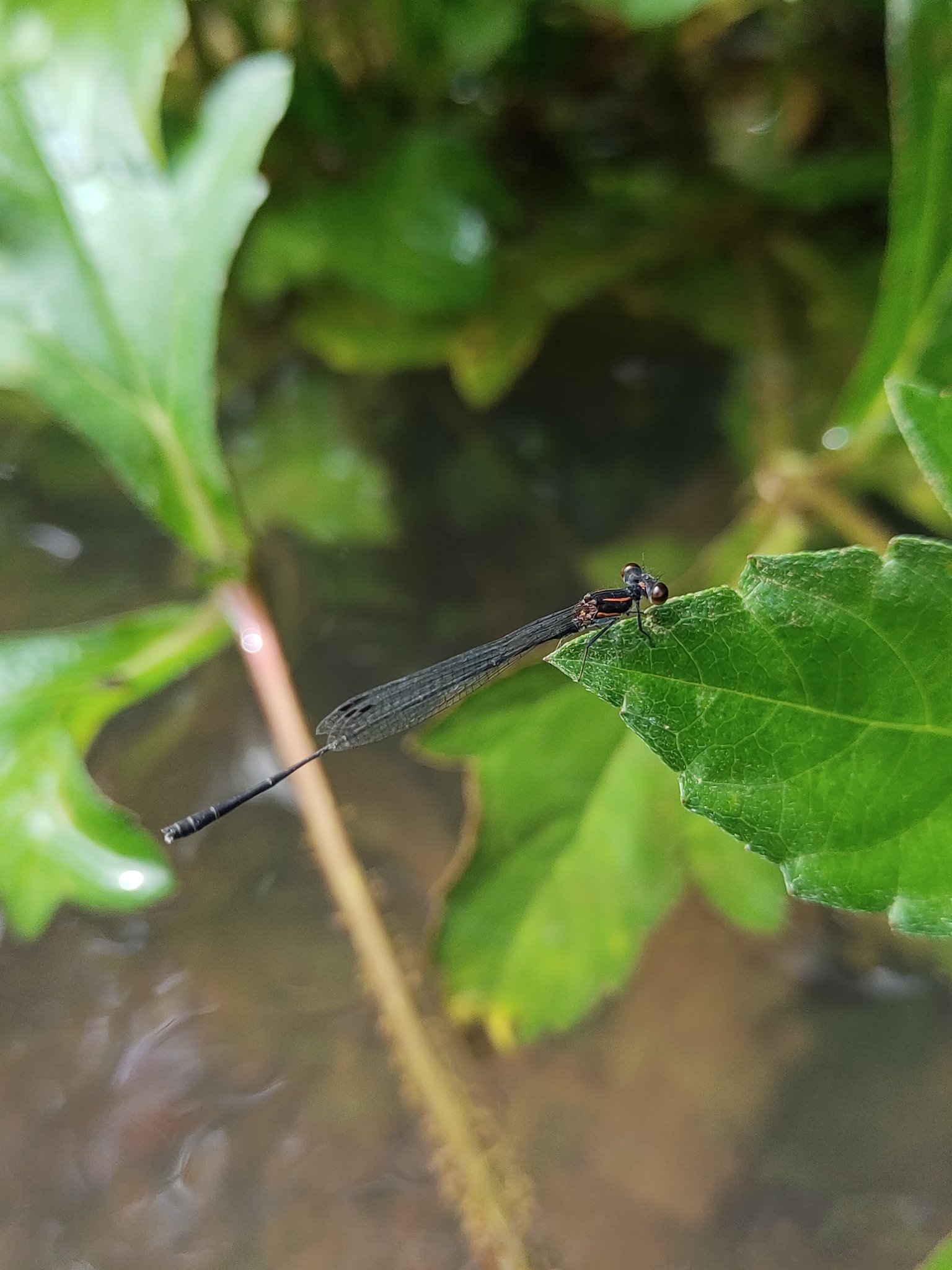 Orange-Striped Threadtail
