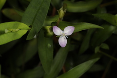 Murdannia keisak