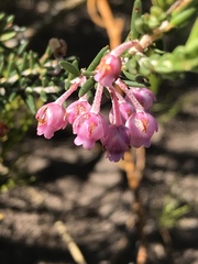 Erica irregularis