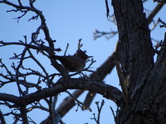Pseudoseisura lophotes