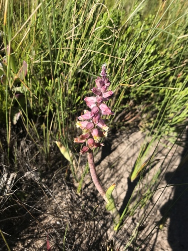 Lachenalia variegata