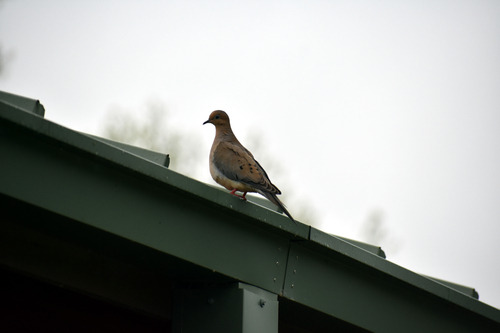 Mourning Dove