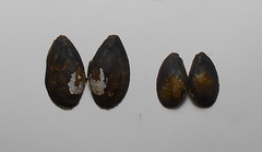 Truncilla donaciformis