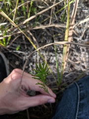 Asclepias verticillata