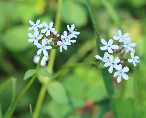 Benjamin Franklin Bush (Valerianella ozarkana)