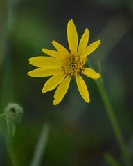 Arnica nevadensis