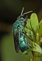 Chrysis conica