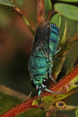 Chrysis conica