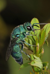 Chrysis conica