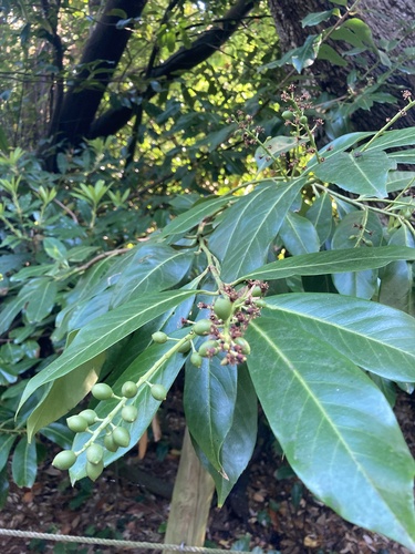 Prunus laurocerasus
