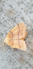 Tetracis jubararia
