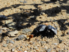 Gyriosomus kingi