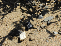 Gyriosomus kingi
