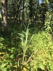 Muhlenbergia glabrifloris
