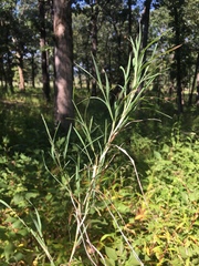 Muhlenbergia glabrifloris