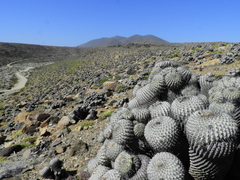 Copiapoa dealbata