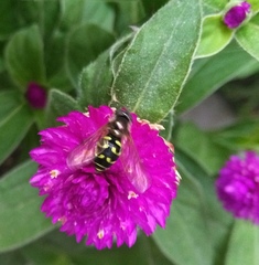 Dasysyrphus intrudens