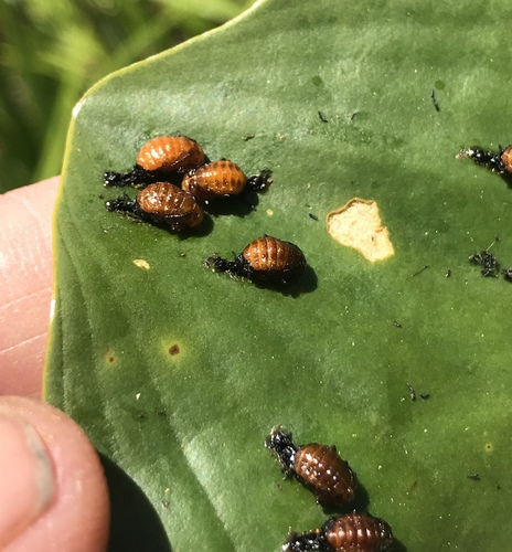 Waterlily Leaf Beetle photo 4