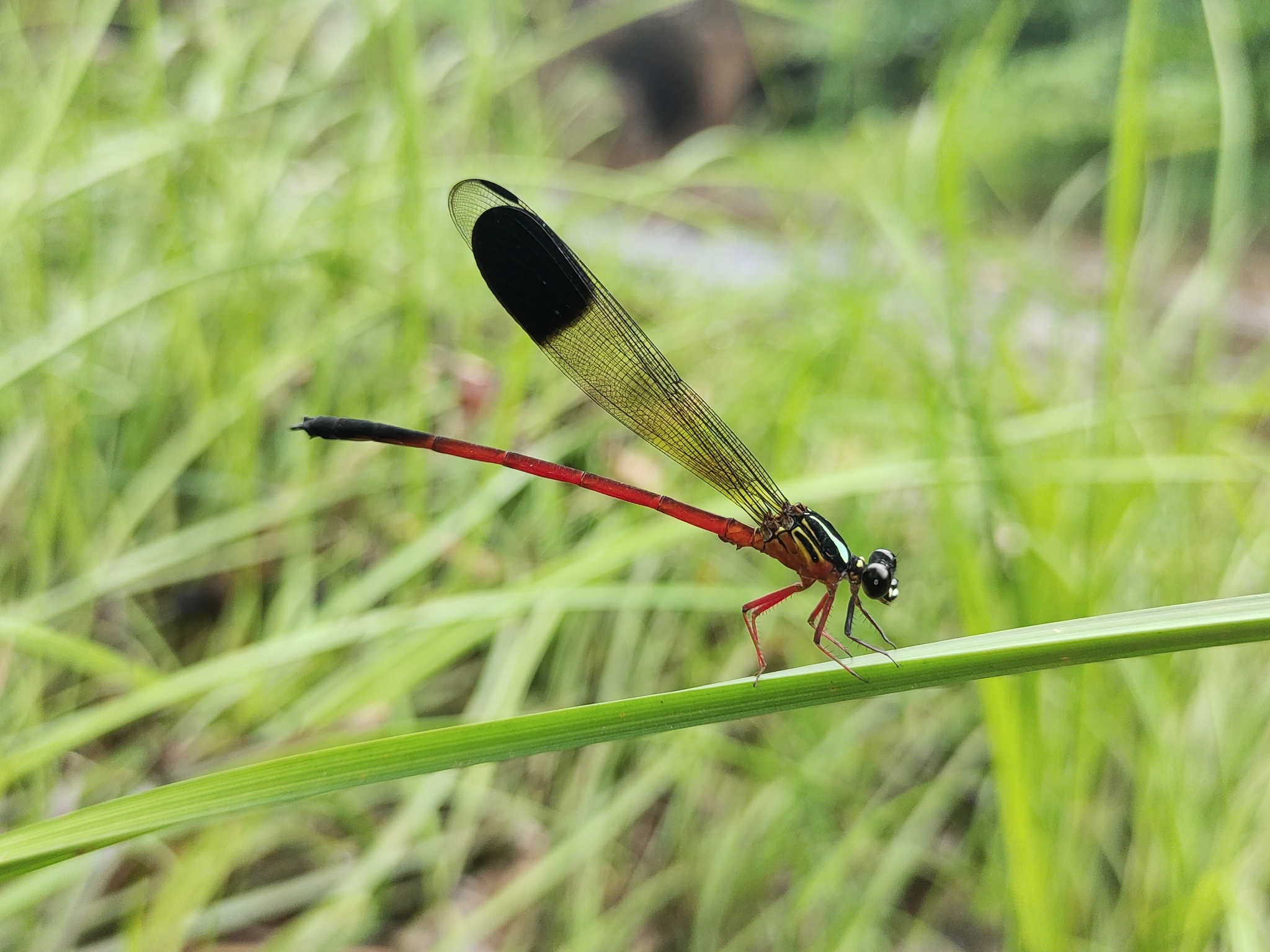 Malabar Satinwing