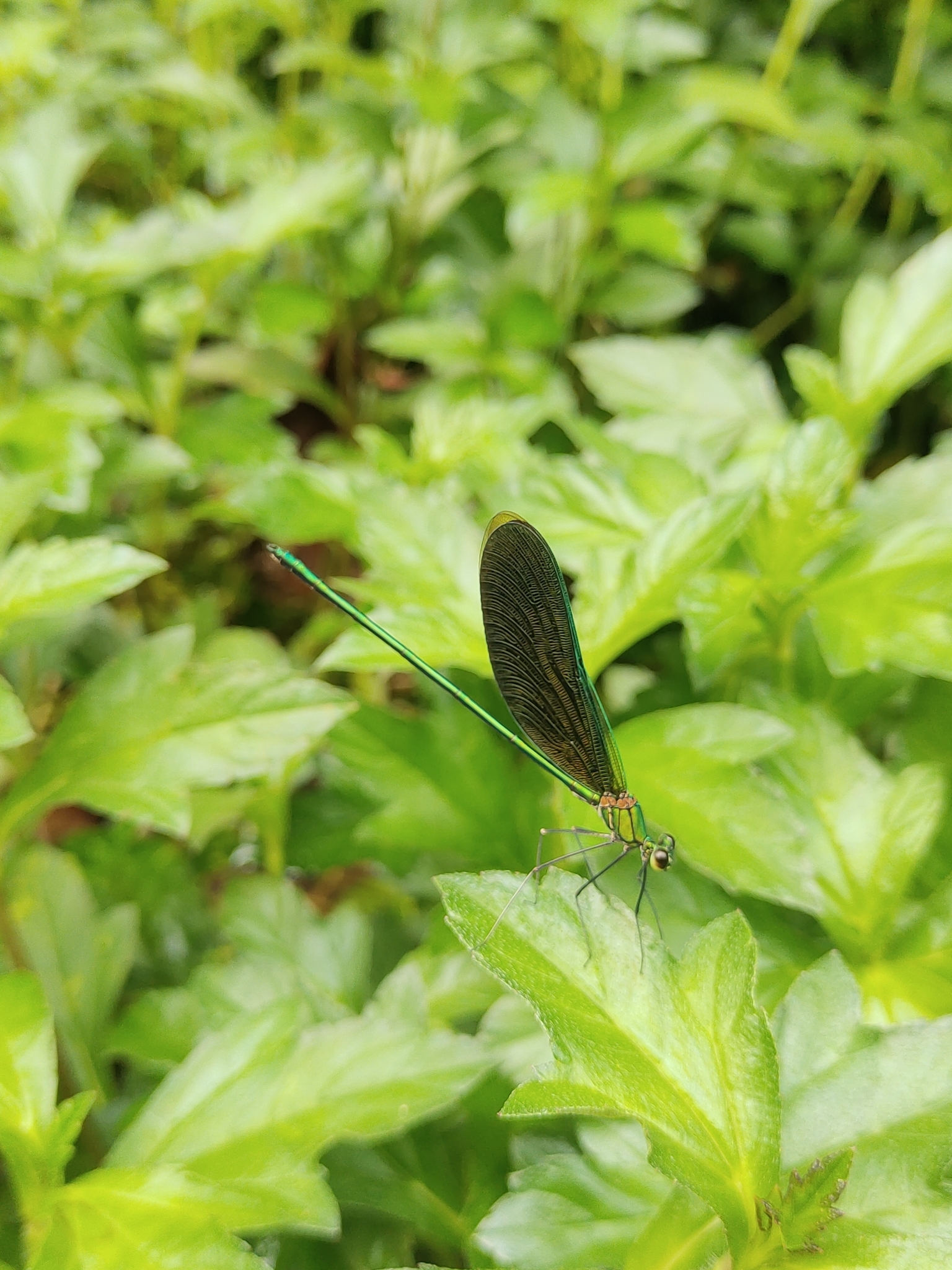 Green Metalwing