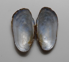 Sagittunio subrostratus