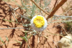 Polycalymma stuartii