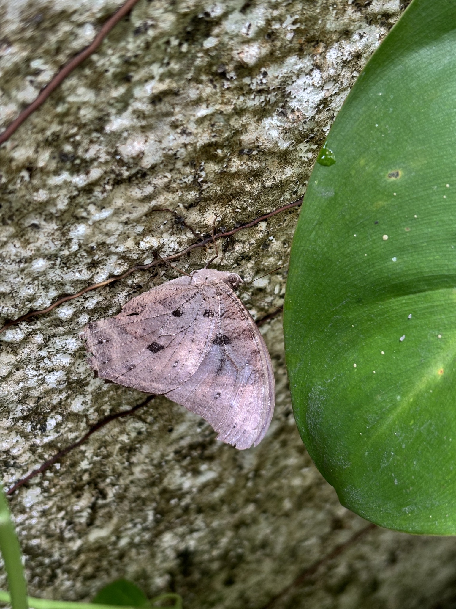 Common Evening Brown
