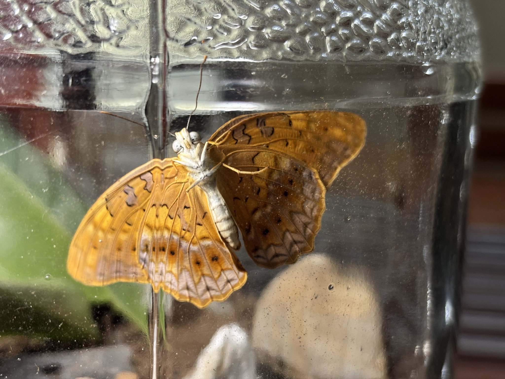 Common Leopard