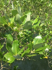 Avicennia