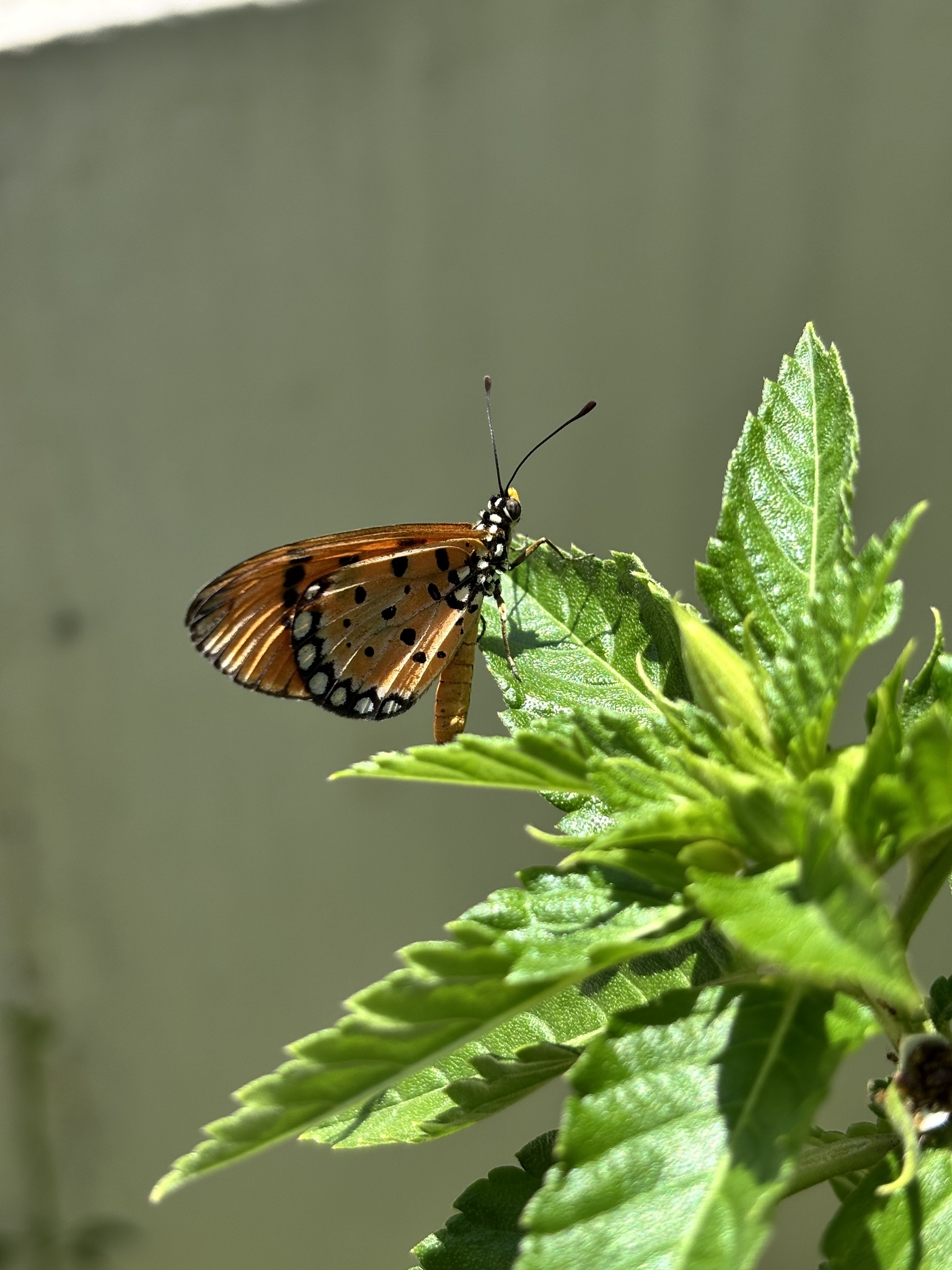 Tawny Coster