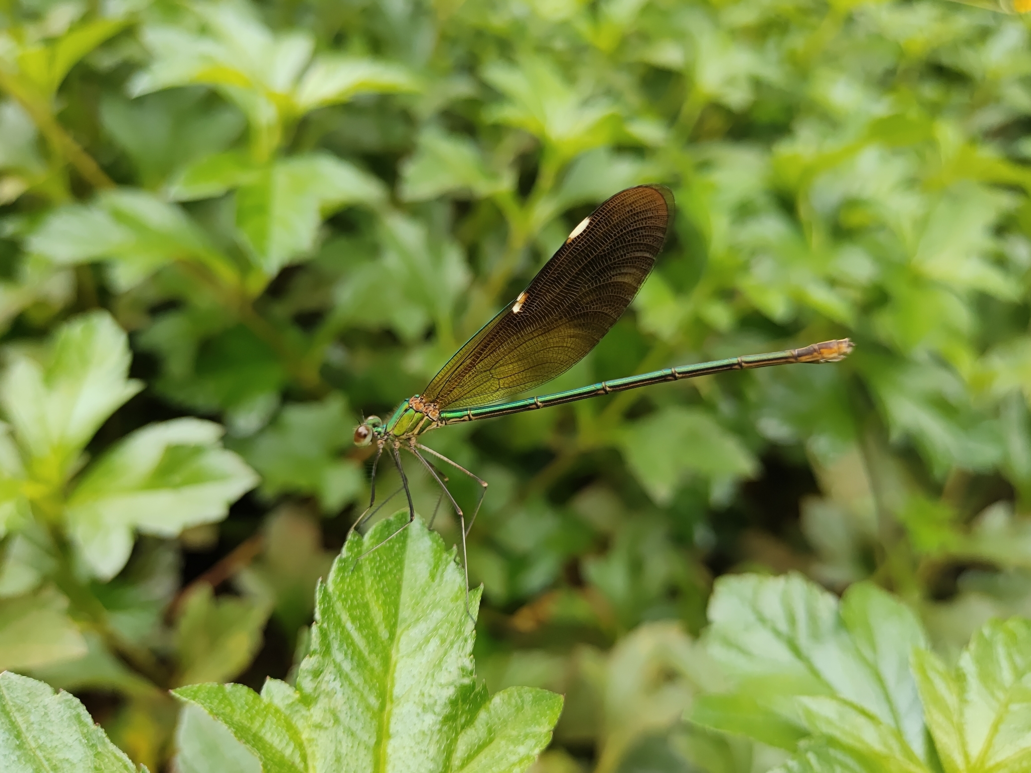 Green Metalwing