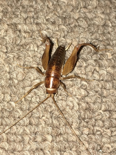 Ceuthophilus utahensis