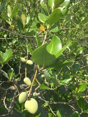 Avicennia