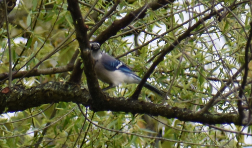 Blue Jay