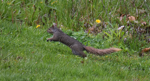 Eastern Gray Squirrel