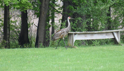 Sandhill Crane