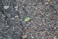 Chlorochroa uhleri