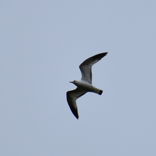 Ring-billed Gull