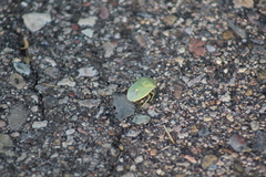 Chlorochroa uhleri