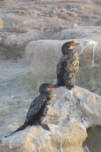 Cormorán africano (Microcarbo africanus)