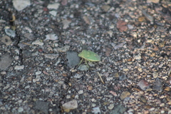 Chlorochroa uhleri