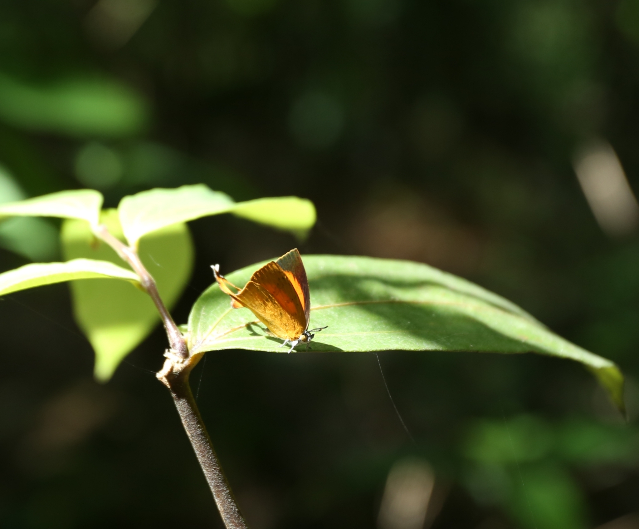 Yamfly