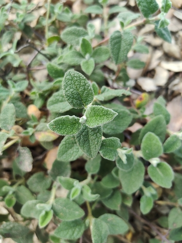 Avistamiento Cistus salviifolius