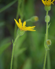 Arnica nevadensis