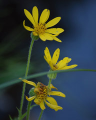 Arnica nevadensis