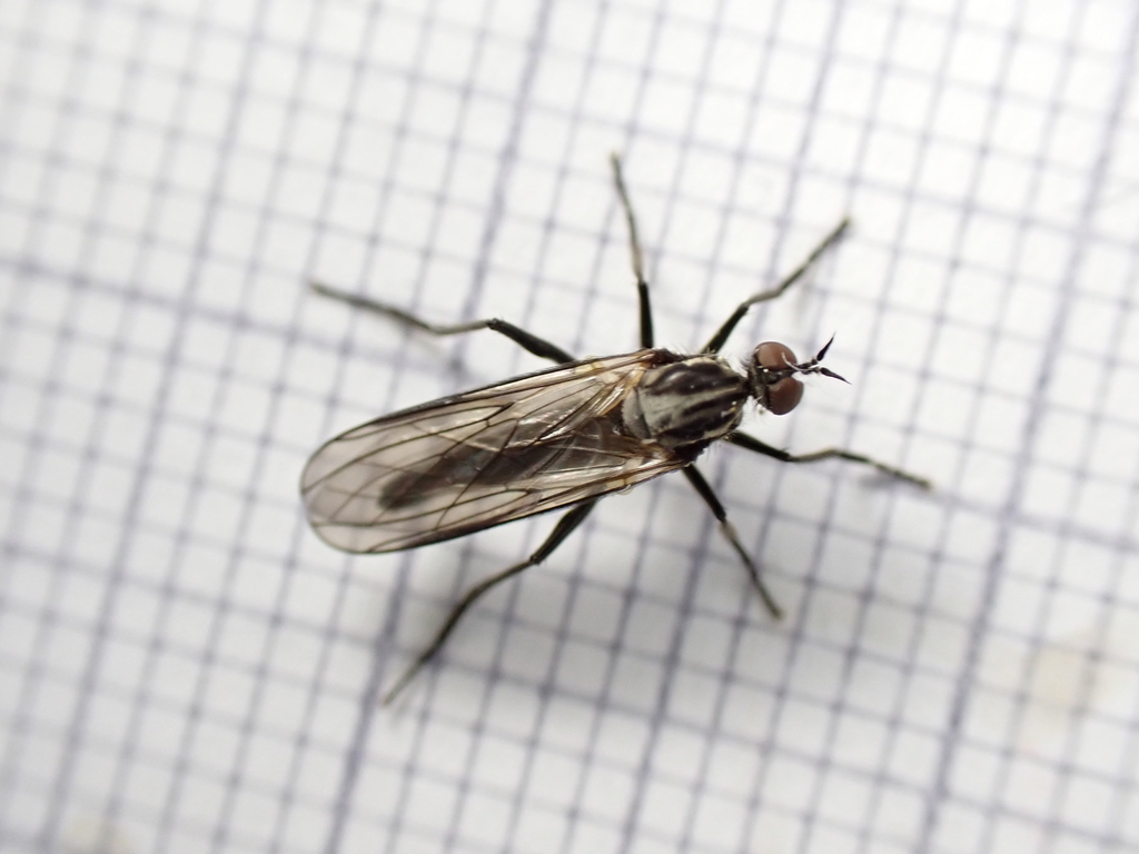 Rhamphomyia maculipennis