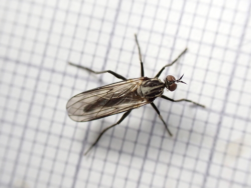 Rhamphomyia maculipennis