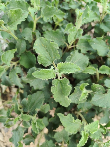 Avistamiento Cistus populifolius